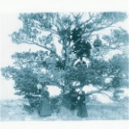 (STIVER) Stiver & Wineberg Winebark Families